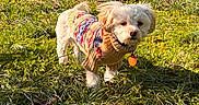Tango joined the competition — help win amazing prizes! dog, small_dog, fluffy, sweater, knitwear, colorful_clothing, outdoor, garden, grass, sunlight, portrait, pet, standing, long_hair, white_fur, brown_fur, collar, tag, rock_garden, house