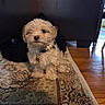 puppy, dog, pet, animal, fluffy, small_dog, cream_colored, sitting, portrait, indoors, rug, patterned_rug, wooden_floor, chair, furniture, collar, tag, cute, eye_contact, home
