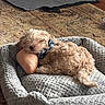 Tango joined the competition — help win amazing prizes! dog, puppy, sleeping, nap, pet_bed, plush_toy, bow_tie, small_dog, curly_fur, fluffy, indoors, carpet, wood_floor, cozy, sunlight, home, relaxed, cute, animal, portrait