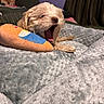 dog, puppy, small_dog, fluffy, yawning, sleepy, open_mouth, pink_tongue, brown_fur, cream_fur, pet, bed, blanket, plush_toy, stuffed_animal, bedroom, cozy, indoors, curtains, portrait