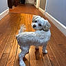 dog, small_dog, white_dog, fluffy, pet, animal, standing, indoors, hallway, wooden_floor, hardwood, home, blue_walls, door, furry, long_ears, curly_tail, looking_back, portrait, cute