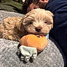 puppy, dog, small_dog, sleeping, fluffy, cream_colored, curly_fur, pet, animal, plush_toy, stuffed_animal, bed, blanket, indoor, cozy, human, beard, portrait, cuddling, cute