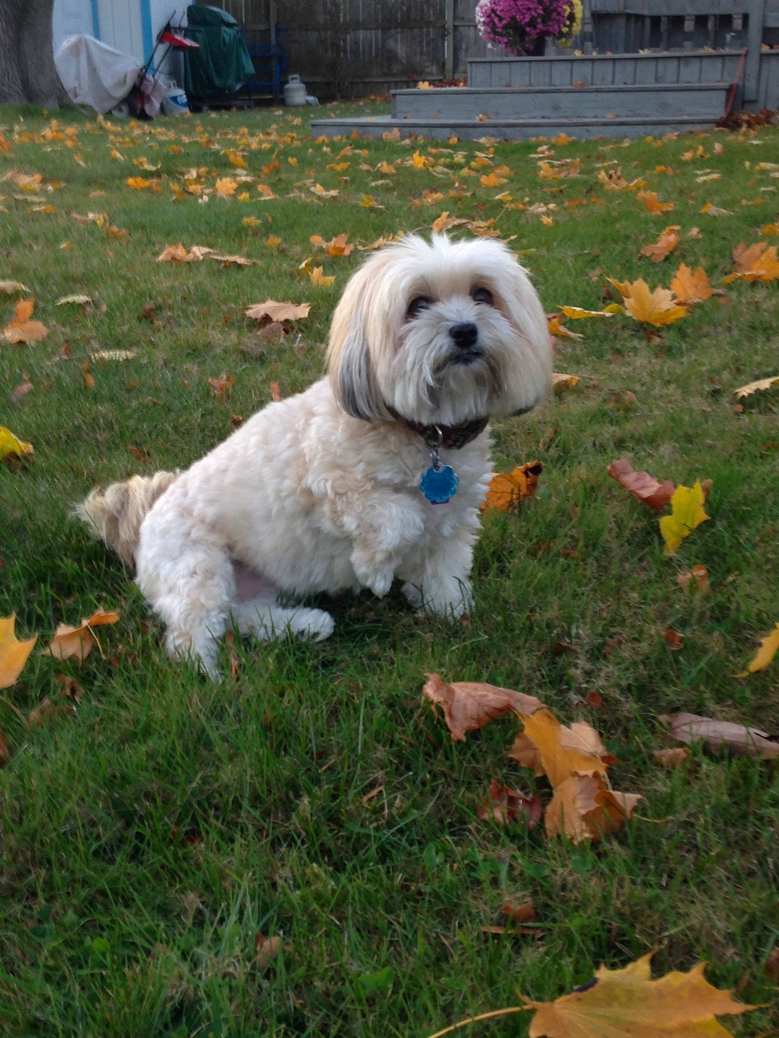 Pickles is registered to the contest to win money with this photo: canidae, carnivore, cockapoo, companion_dog, coton_de_tulear, dog, dog_breed, grass, havanese, lhasa_apso, lowchen, maltese, mammal, shih_tzu, sporting_group, sporting_lucas_terrier, terrier, tibetan_terrier, vertebrate, west_highland_white_terrier