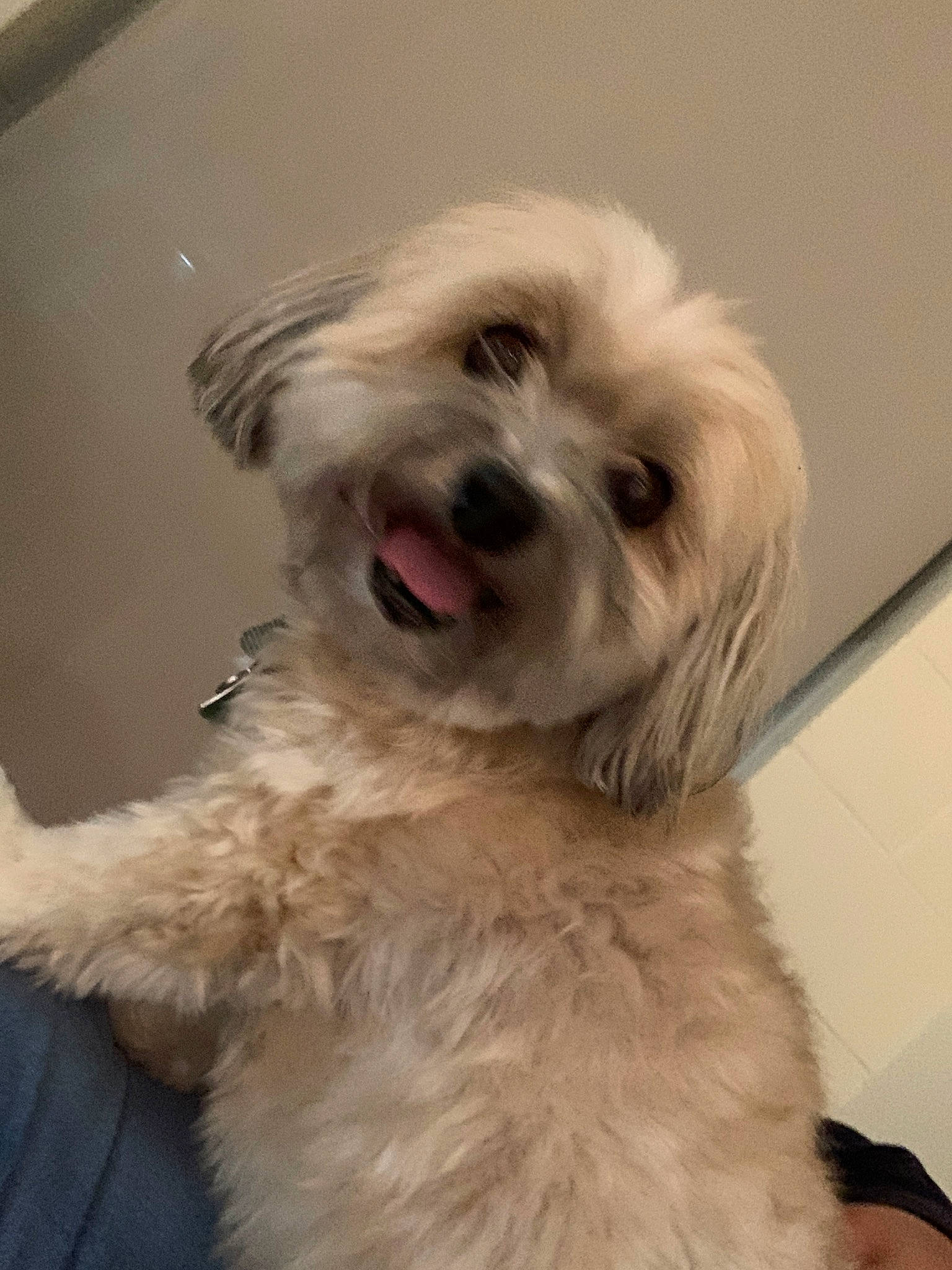 Pickles is registered to the contest to win money with this photo: bolonka, canidae, carnivore, companion_dog, coton_de_tulear, dog, dog_breed, havanese, irish_soft_coated_wheaten_terrier, kyi_leo, lowchen, maltepoo, maltese, mammal, nose, schnoodle, snout, terrier, tibetan_terrier, vertebrate