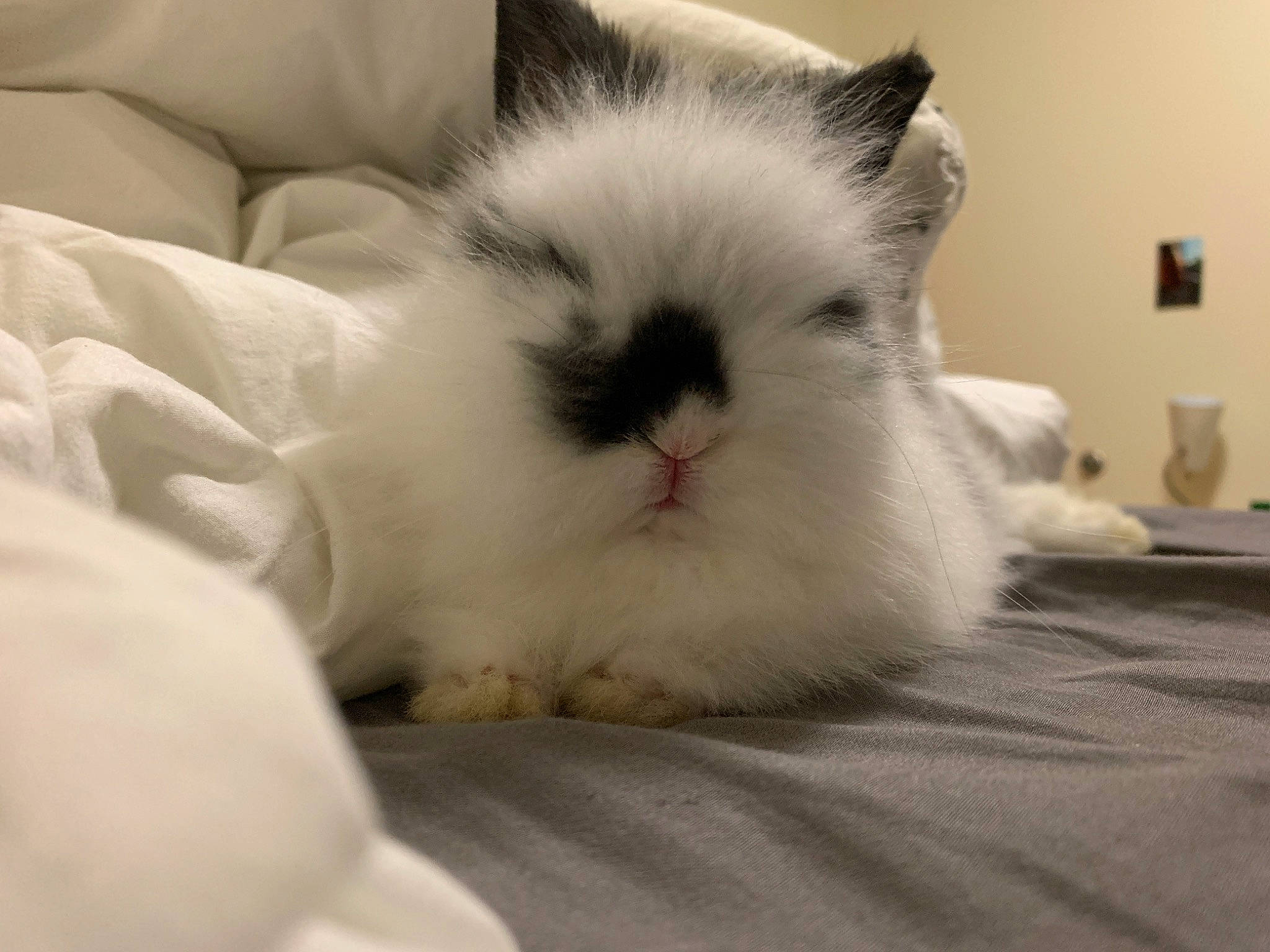 Pepper