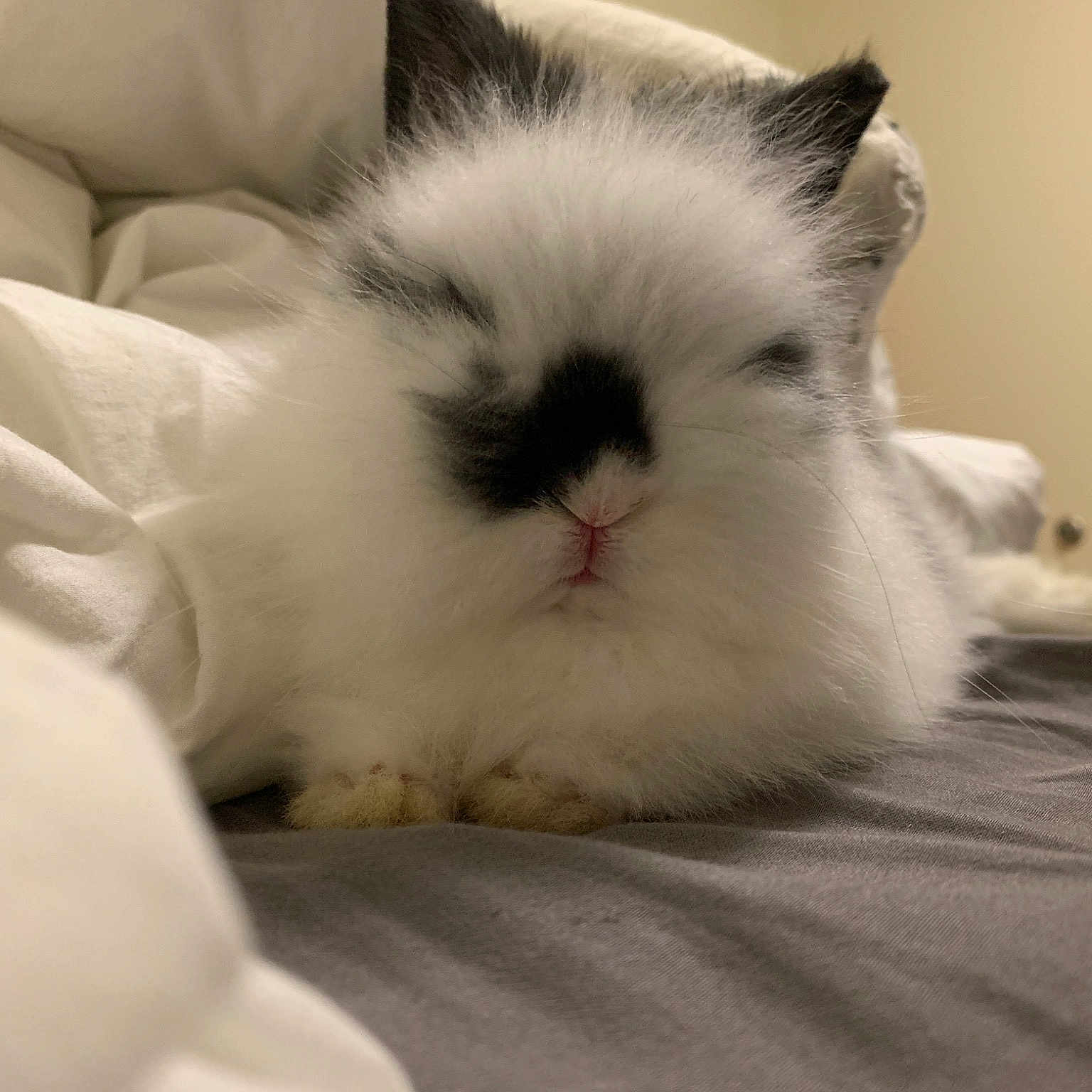 Pepper