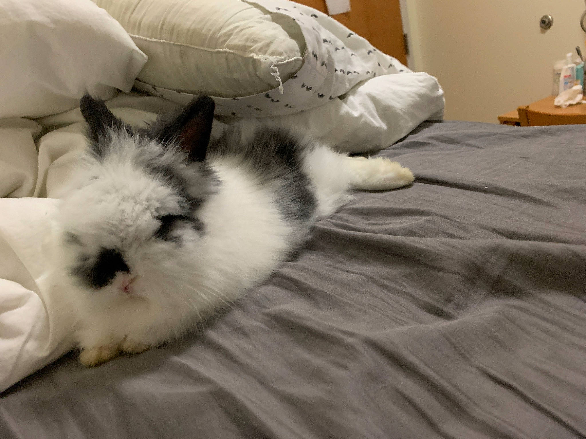 Pepper is registered to the contest to win money with this photo: birman, cat, domestic_rabbit, ear, felidae, fur, kitten, rabbit, rabbits_and_hares, ragdoll, small_to_medium_sized_cats, whiskers