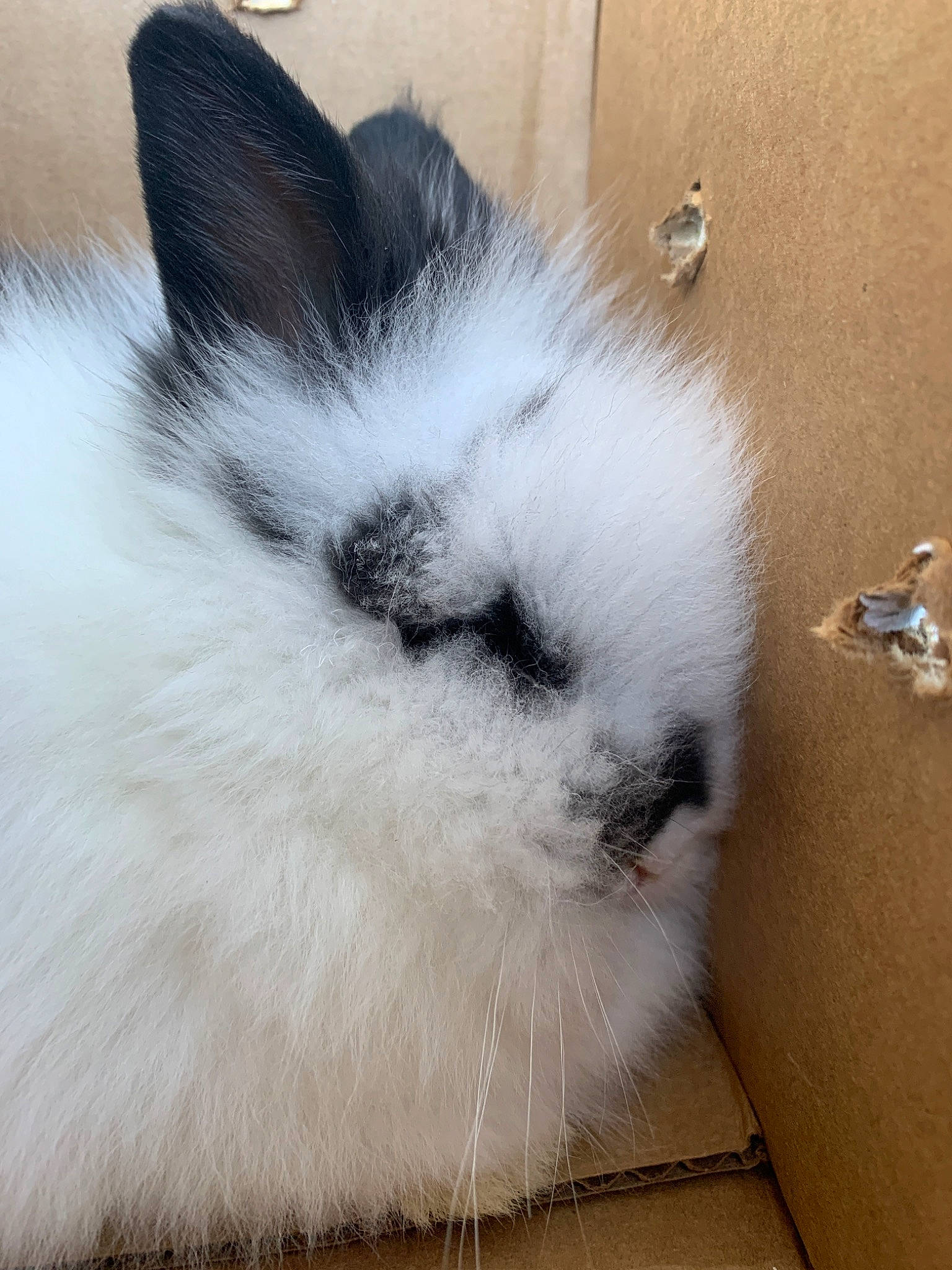 Pepper joined the competition — help win amazing prizes! balinese, birman, carnivore, cat, domestic_long_haired_cat, ear, felidae, fur, himalayan, mammal, nose, rabbit, rabbits_and_hares, ragdoll, small_to_medium_sized_cats, snout, tail, whiskers