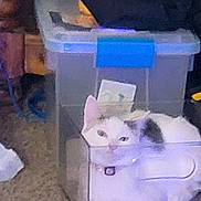 Moonlight joined the competition — help win amazing prizes! cat, white_cat, black_spots, plastic_bin, storage_container, indoor, carpet, pet, animal, feline, collar, home, cozy, resting, curious, clutter, bag, floor, domestic, cute