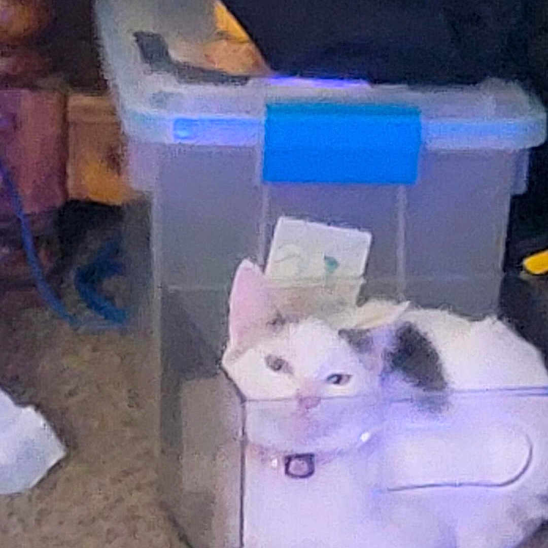 Moonlight joined the competition — help win amazing prizes! animal, bag, black_spots, carpet, cat, clutter, collar, cozy, curious, cute, domestic, feline, floor, home, indoor, pet, plastic_bin, resting, storage_container, white_cat