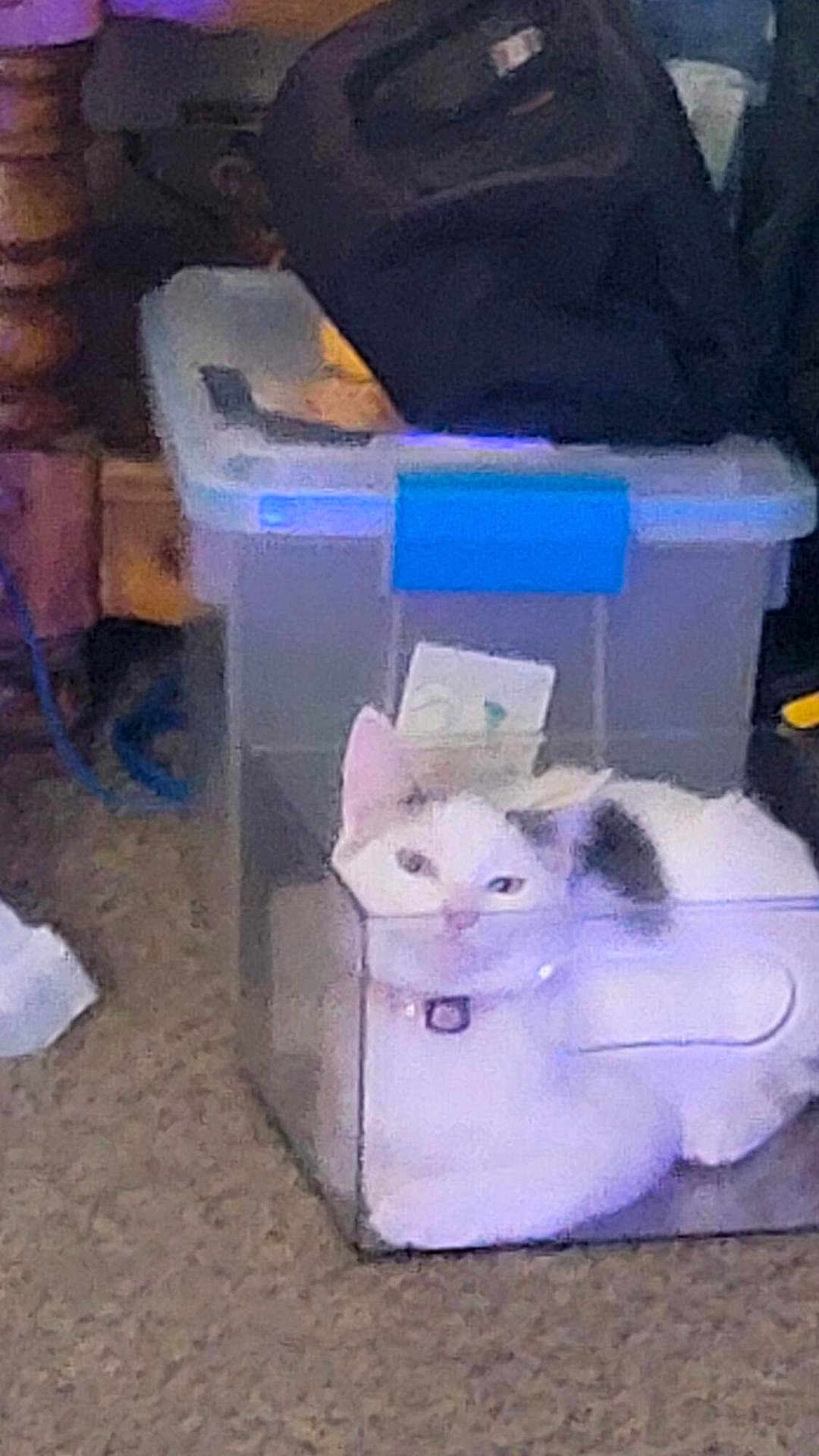 Moonlight joined the competition — help win amazing prizes! cat, white_cat, black_spots, plastic_bin, storage_container, indoor, carpet, pet, animal, feline, collar, home, cozy, resting, curious, clutter, bag, floor, domestic, cute