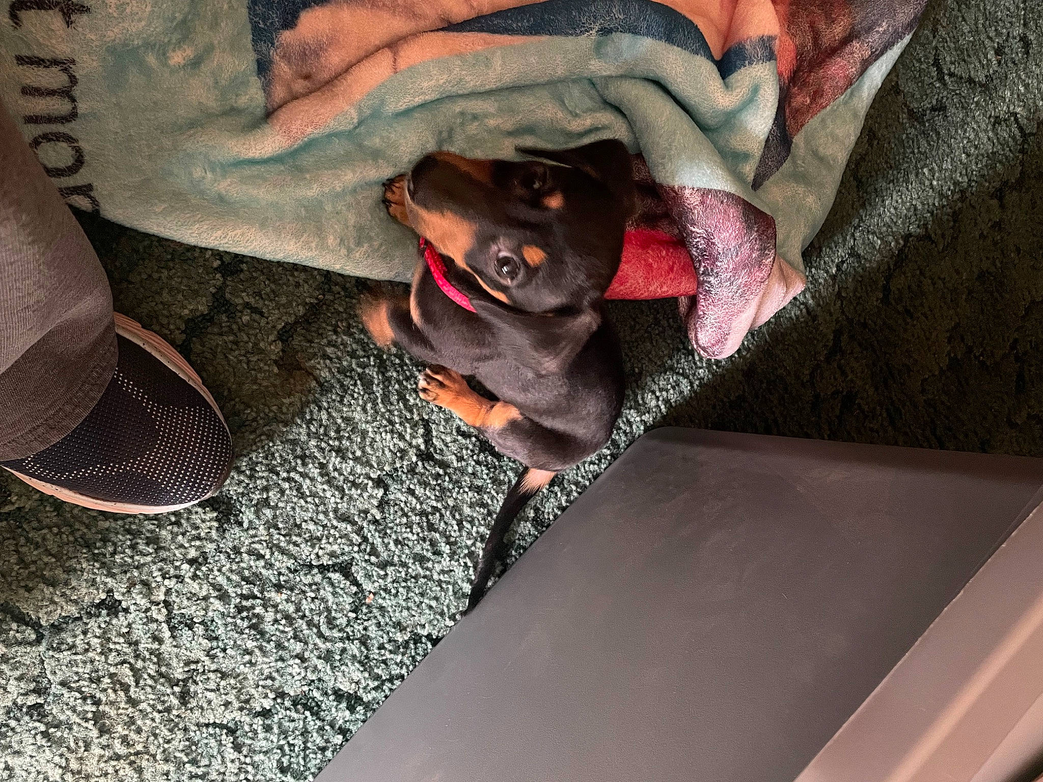 Kane joined the competition — help win amazing prizes! auto_part, automotive_lighting, automotive_tire, carmine, carnivore, comfort, companion_dog, dog, dog_breed, eyewear, fawn, goggles, grey, magenta, pattern, snout, sporting_group, sunglasses, tints_and_shades, vehicle_door