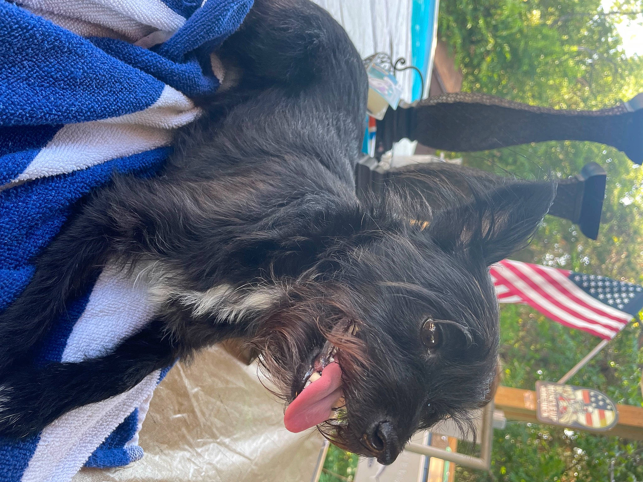 Hazel joined the competition — help win amazing prizes! blue, canidae, carnivore, collar, companion_dog, dog, dog_breed, dog_collar, dog_supply, electric_blue, fang, flag, flag_of_the_united_states, fur, liver, plant, snout, sporting_group, tree, working_animal