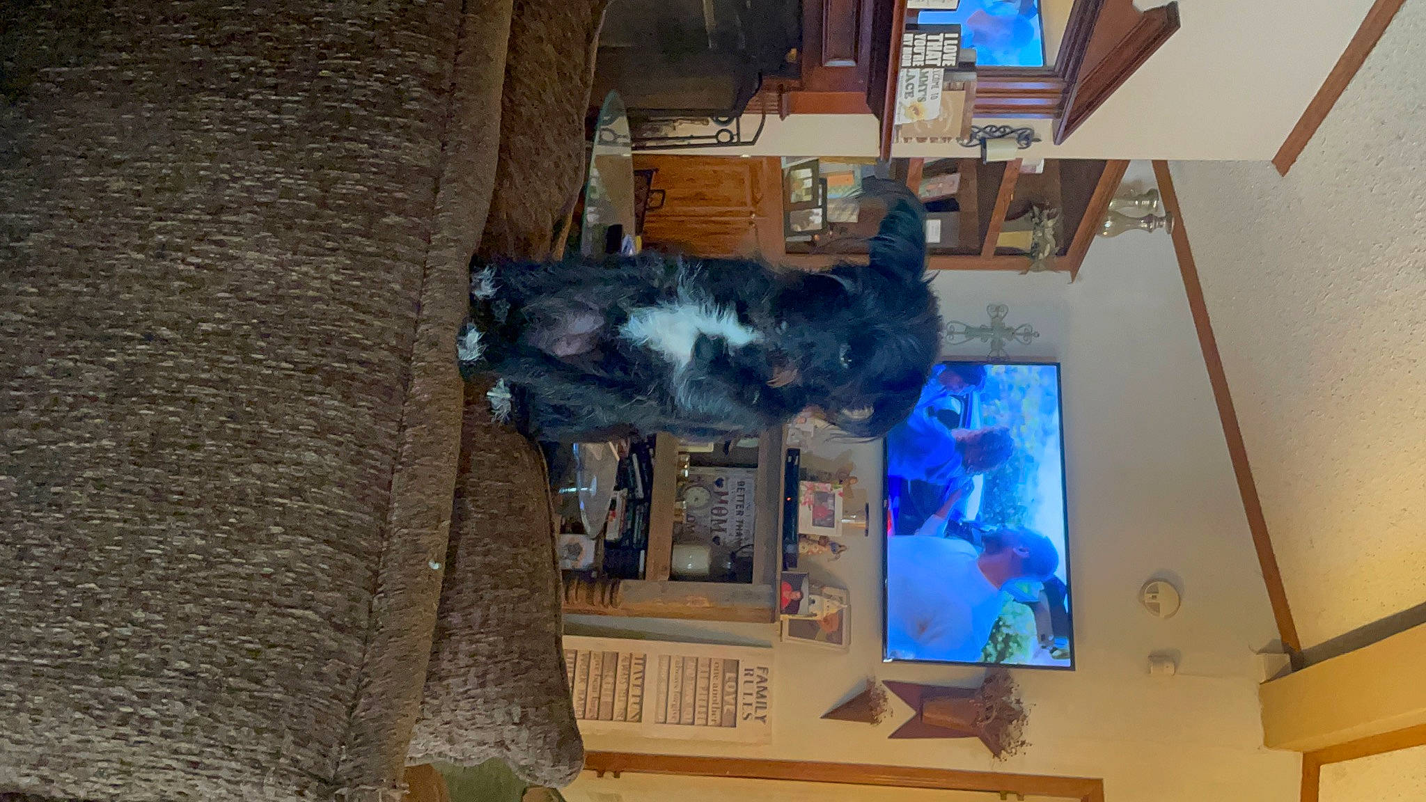 Hazel is registered to the contest to win money with this photo: art, building, canidae, carnivore, display_device, dog, dog_breed, felidae, flat_panel_display, fur, led_backlit_lcd_display, machine, plant, room, small_to_medium_sized_cats, sporting_group, tail, television, wood, working_animal