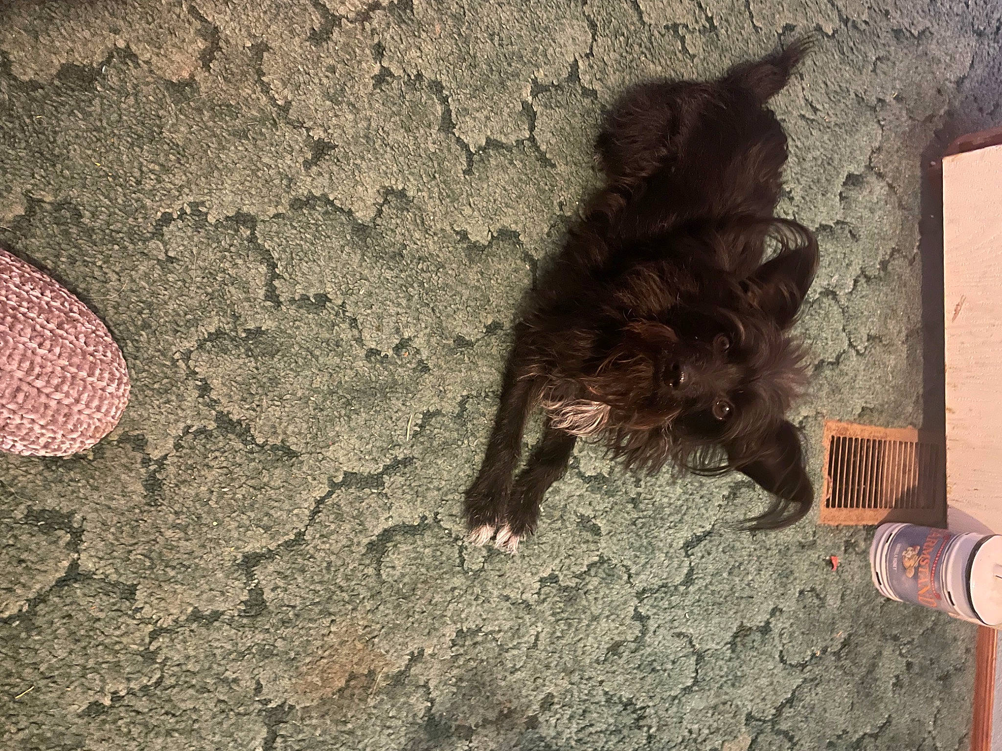 Hazel is registered to the contest to win money with this photo: asphalt, circle, claw, concrete, foot, fur, grass, human_leg, landscape, road_surface, sand, shadow, sidewalk, soil, tail, tar, terrestrial_animal, tints_and_shades, tree, wood