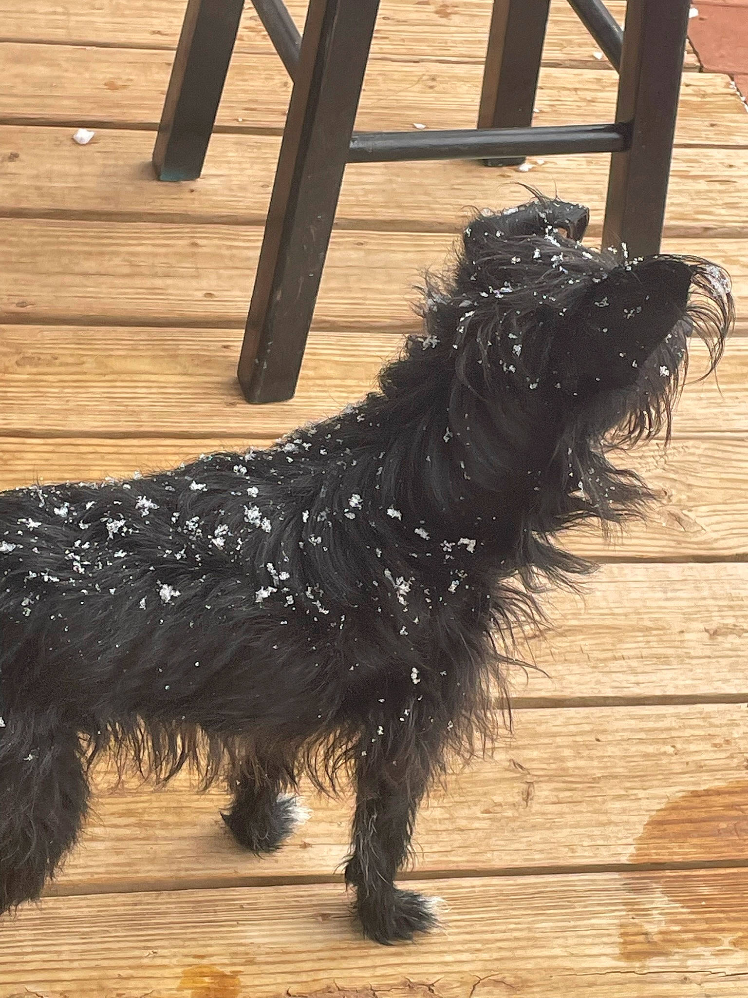 Hazel is registered to the contest to win money with this photo: canidae, carnivore, collar, companion_dog, dog, dog_breed, dog_collar, dog_supply, fur, hardwood, liver, plank, sporting_group, tail, terrier, toy_dog, water_dog, wood, working_animal, working_dog