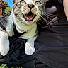 Bunny is registered to the contest to win money with this photo: cat, green_eyes, open_mouth, whiskers, person, black_clothing, grass, outdoor, daylight, tree, nature, fur, pet, animal, close_up, expression, sitting, sunlight, happy, playful