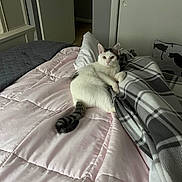 Snicker is registered to the contest to win money with this photo: cat, white_cat, gray_cat, bed, blanket, comforter, pink, gray, indoor, relaxed, feline, pet, cozy, resting, looking, animal, domestic, cute, furniture, home