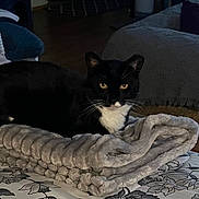 Sylvester joined the competition — help win amazing prizes! animal, architecture, bed, bedroom, blackcat, blanket, building, cat, couch, cushion, furniture, homedecor, indoors, interiordesign, kitten, linen, livingroom, pet, quilt, room