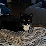 animal, architecture, bed, bedroom, blackcat, blanket, building, cat, couch, cushion, furniture, homedecor, indoors, interiordesign, kitten, linen, livingroom, pet, quilt, room