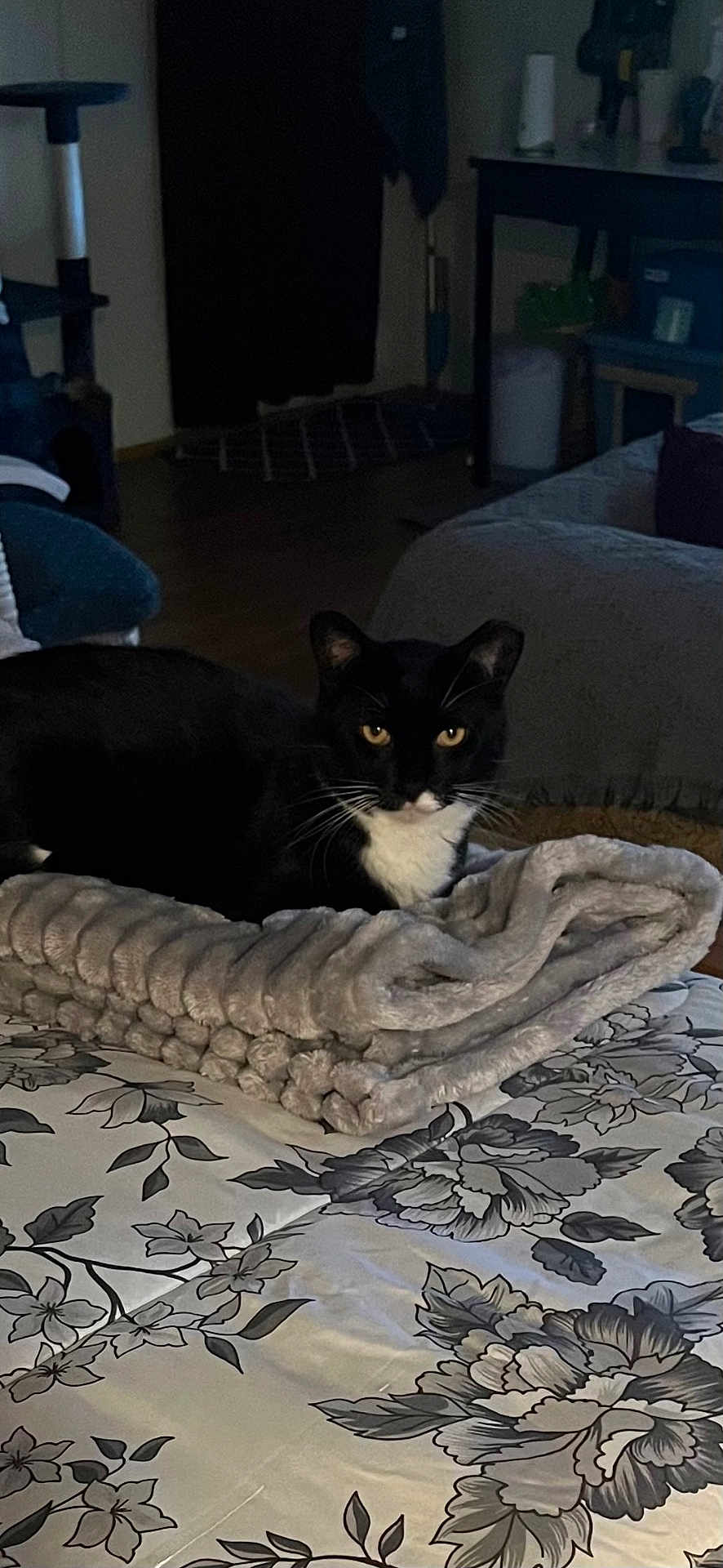 Sylvester