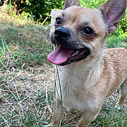Bouby a rejoint le concours — aidez-le/la à gagner de superbes lots ! animal, close_up, dog, garden, grass, greenery, large_ears, open_mouth, outdoors, pet, pointed_ears, portrait, puppy, small_dog, smiling, standing, sunlight, tan_fur, tongue, white_chest
