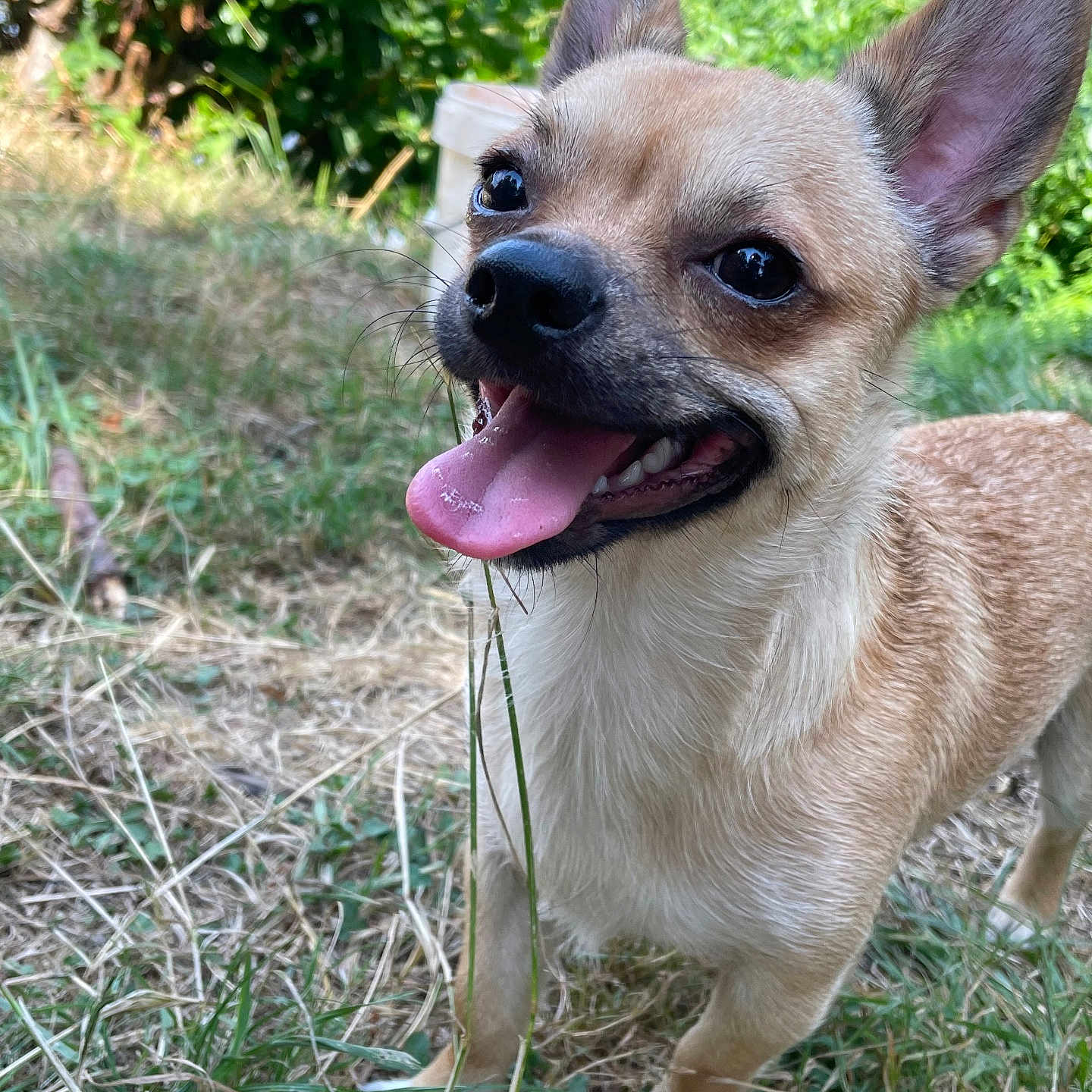Bouby a rejoint le concours — aidez-le/la à gagner de superbes lots ! animal, close_up, dog, garden, grass, greenery, large_ears, open_mouth, outdoors, pet, pointed_ears, portrait, puppy, small_dog, smiling, standing, sunlight, tan_fur, tongue, white_chest