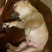 Bouby participe au concours pour gagner de l'argent avec cette photo : dog, sleeping, puppy, small_dog, brown_hoodie, human_hand, indoor, cozy, pet, resting, animal, fur, paw, cute, closeup, comfort, relaxation, face, ears, belly