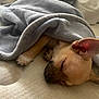 dog, puppy, sleeping, blanket, bed, cozy, nap, paw, ear, fur, rest, indoor, cute, small_dog, mammal, pet, animal, relaxation, comfort, soft