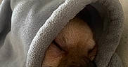 Bouby a rejoint le concours — aidez-le/la à gagner de superbes lots ! animal, blanket, closeup, comfort, cozy, cute, dog, face, fur, indoors, muzzle, nose, peaceful, pet, rest, sleeping, snuggled, soft, warm, whiskers