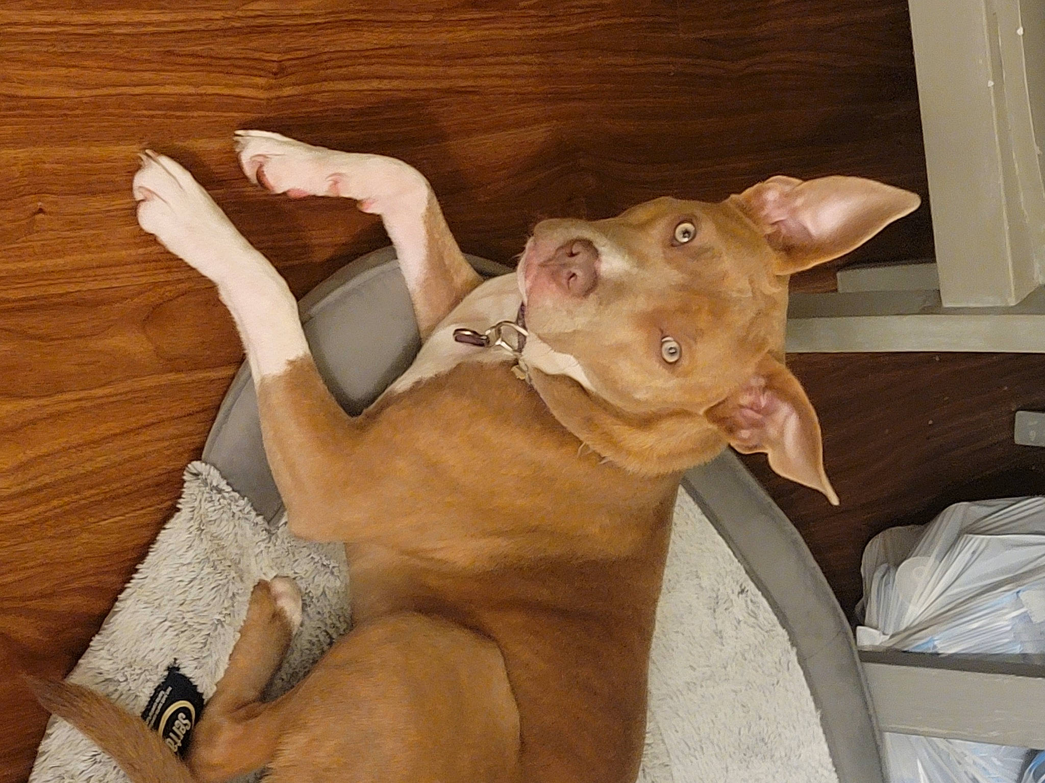 Rozie is registered to the contest to win money with this photo: carnivore, comfort, companion_dog, dog, dog_breed, ear, fawn, hardwood, liver, non_sporting_group, paw, pet_supply, snout, sporting_group, tail, vertebrate, whiskers, wood, working_animal, wrist