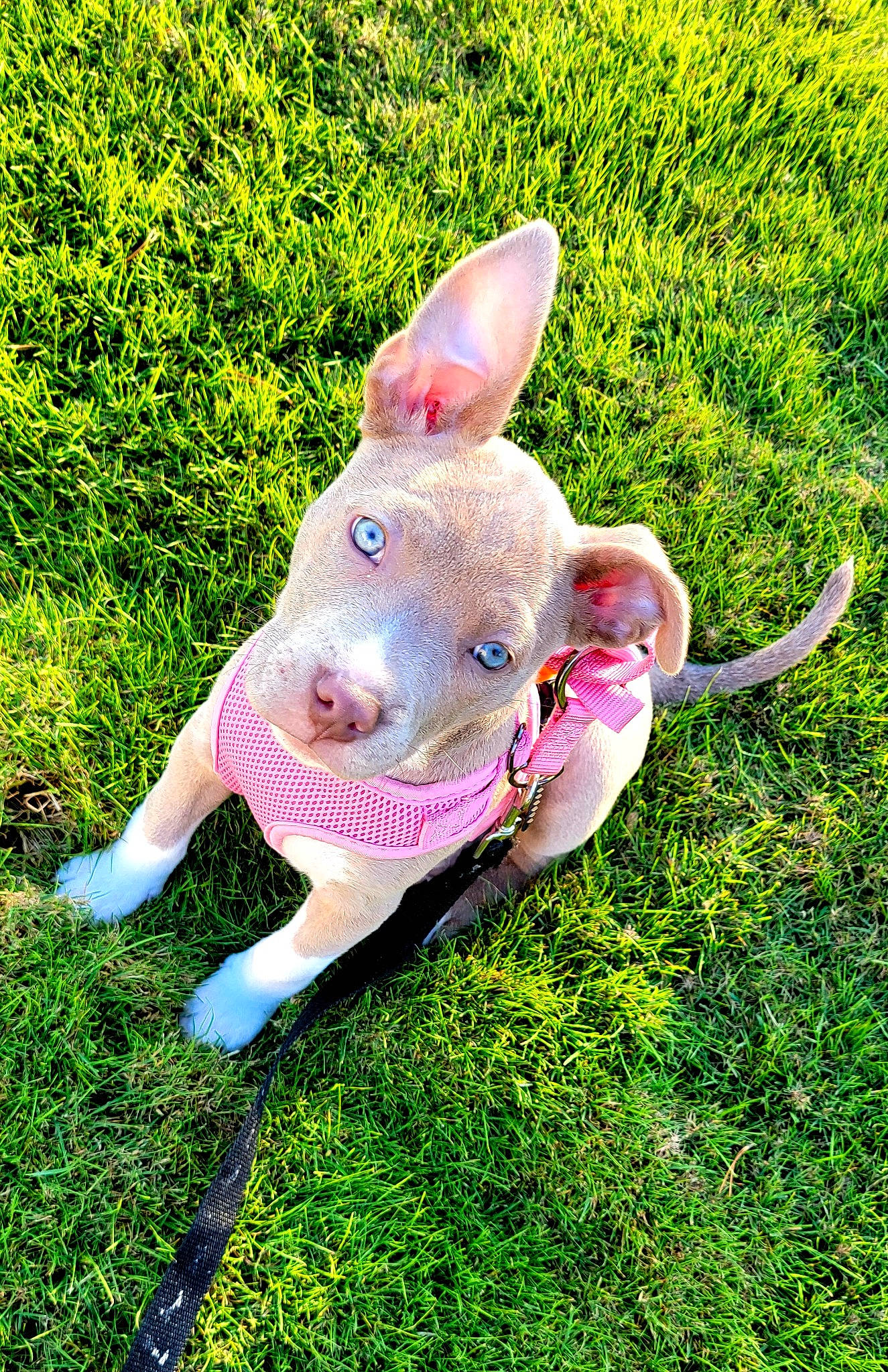 Rozie is registered to the contest to win money with this photo: domestic_pig, electric_blue, fawn, grass, grassland, groundcover, happy, livestock, magenta, meadow, metal, pasture, plant, snout, suidae, tail, terrestrial_animal, toy, wildlife, working_animal