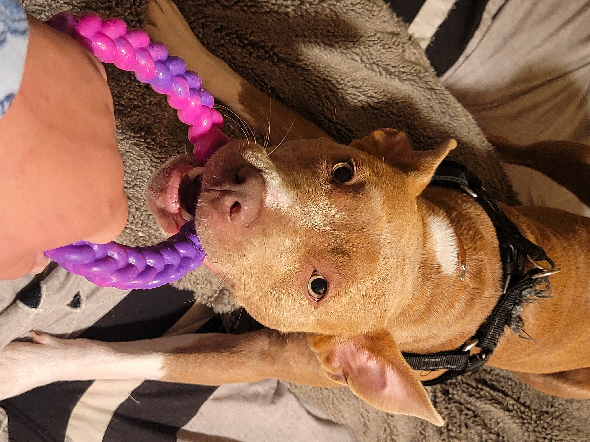 Rozie is registered to the contest to win money with this photo: body_jewelry, bracelet, eyelash, fashion_accessory, fawn, flesh, fun, fur, gesture, jewellery, magenta, nail, pattern, personal_protective_equipment, pink, snout, thumb, working_animal, wrinkle, wrist