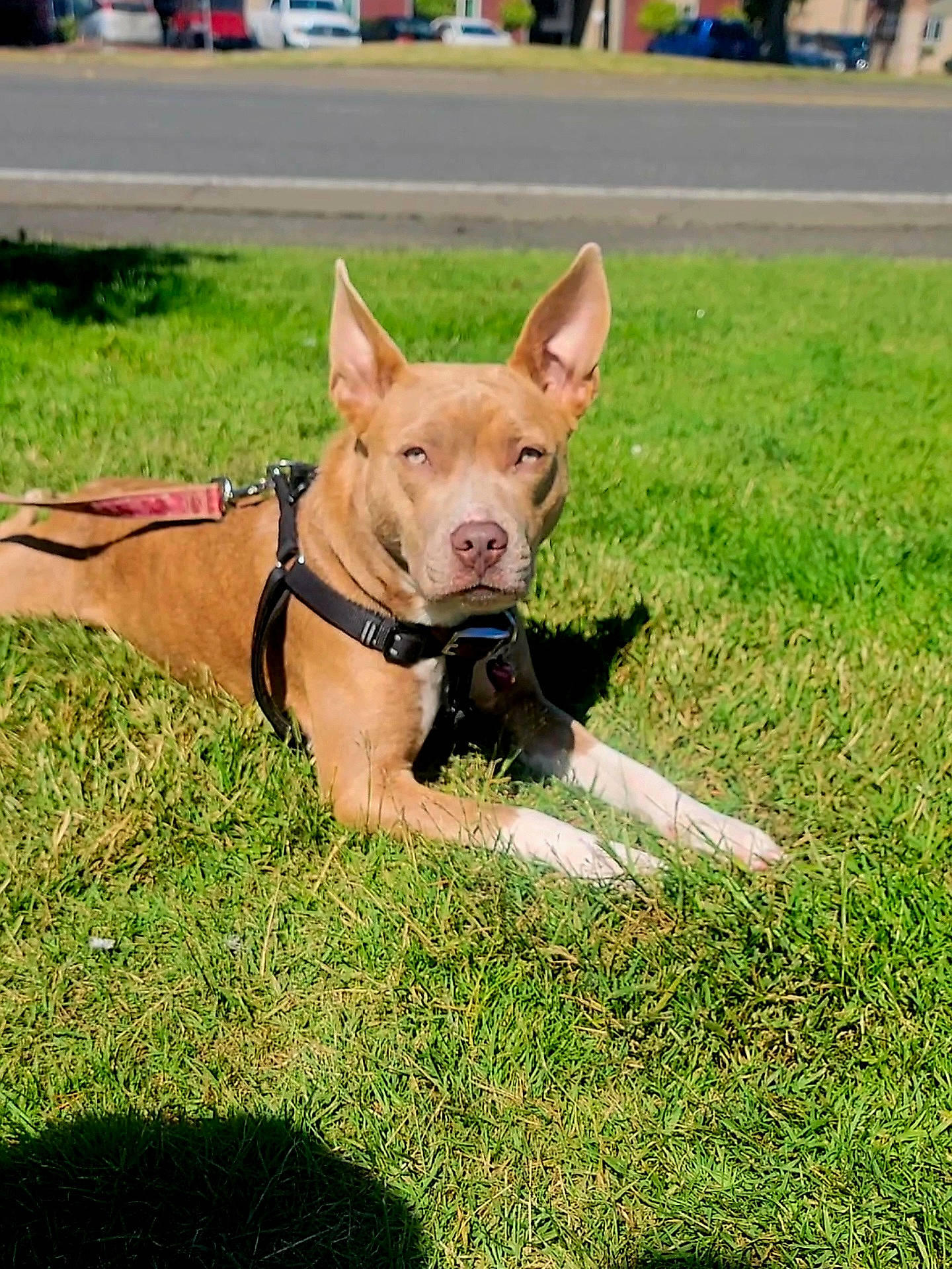 Rozie is registered to the contest to win money with this photo: canidae, carnivore, collar, companion_dog, dog, dog_breed, dog_collar, dog_supply, fashion_accessory, fawn, grass, leash, liver, pet_supply, plant, snout, sporting_group, tail, working_animal, working_dog