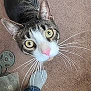 Stumpy joined the competition — help win amazing prizes! cat, tabby, pet, animal, carpet, floor, whiskers, pink_nose, curious, indoor, foot, sock, clothing, household_item, closeup, looking_up, feline, domestic_animal, striped, portrait