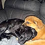 dog, black_dog, brown_dog, couch, blanket, snuggling, pets, indoor, cozy, fur, animal, companionship, resting, cute, friendship, home, relaxation, canine, furry, comfort