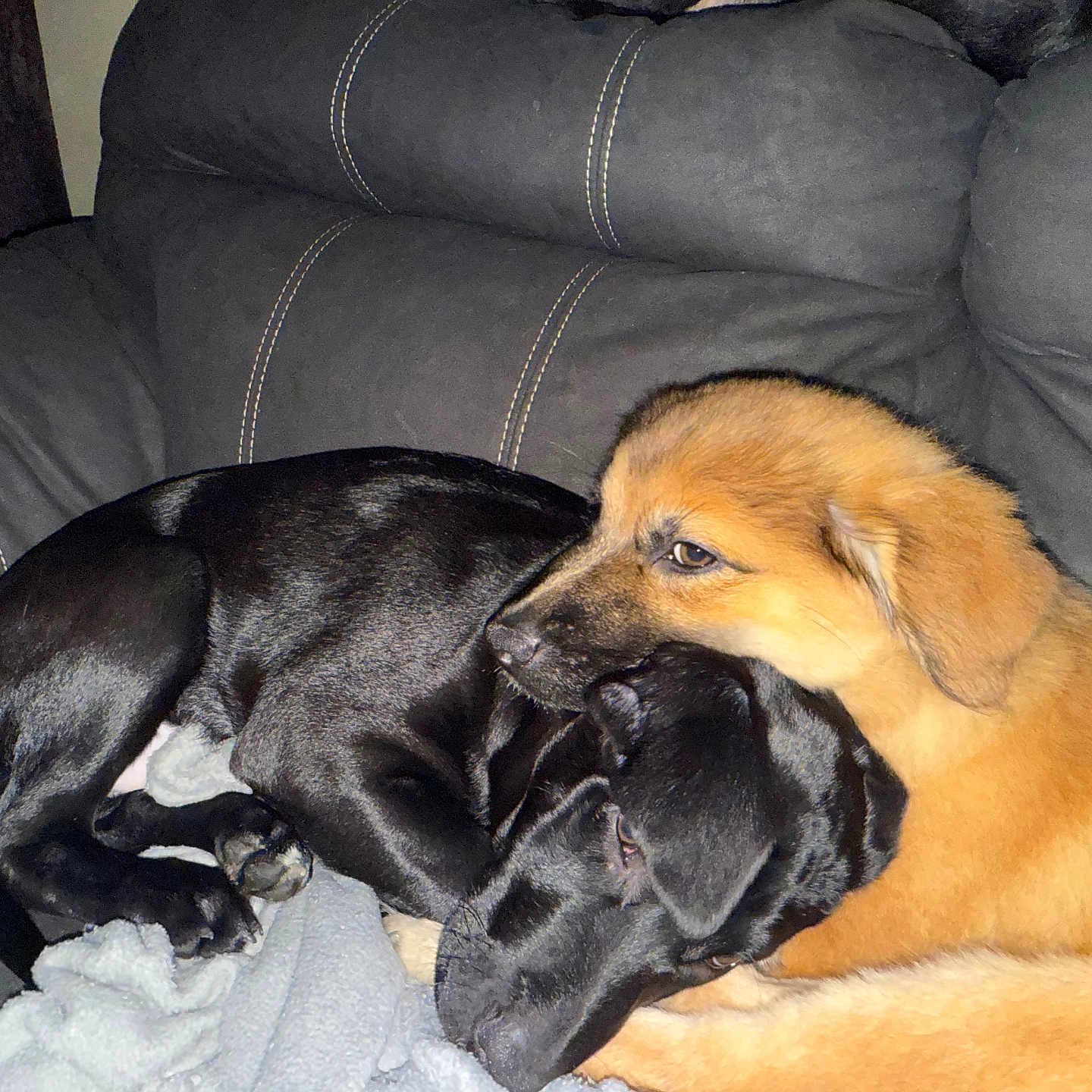 Aubrey Kujo is registered to the contest to win money with this photo: animal, black_dog, blanket, brown_dog, canine, comfort, companionship, couch, cozy, cute, dog, friendship, fur, furry, home, indoor, pets, relaxation, resting, snuggling