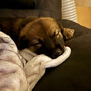 Aubrey joined the competition — help win amazing prizes! puppy, dog, sleeping, blanket, couch, cozy, indoor, pet, fur, resting, cute, animal, soft, relaxation, comfort, brown, face, snuggle, home, peaceful