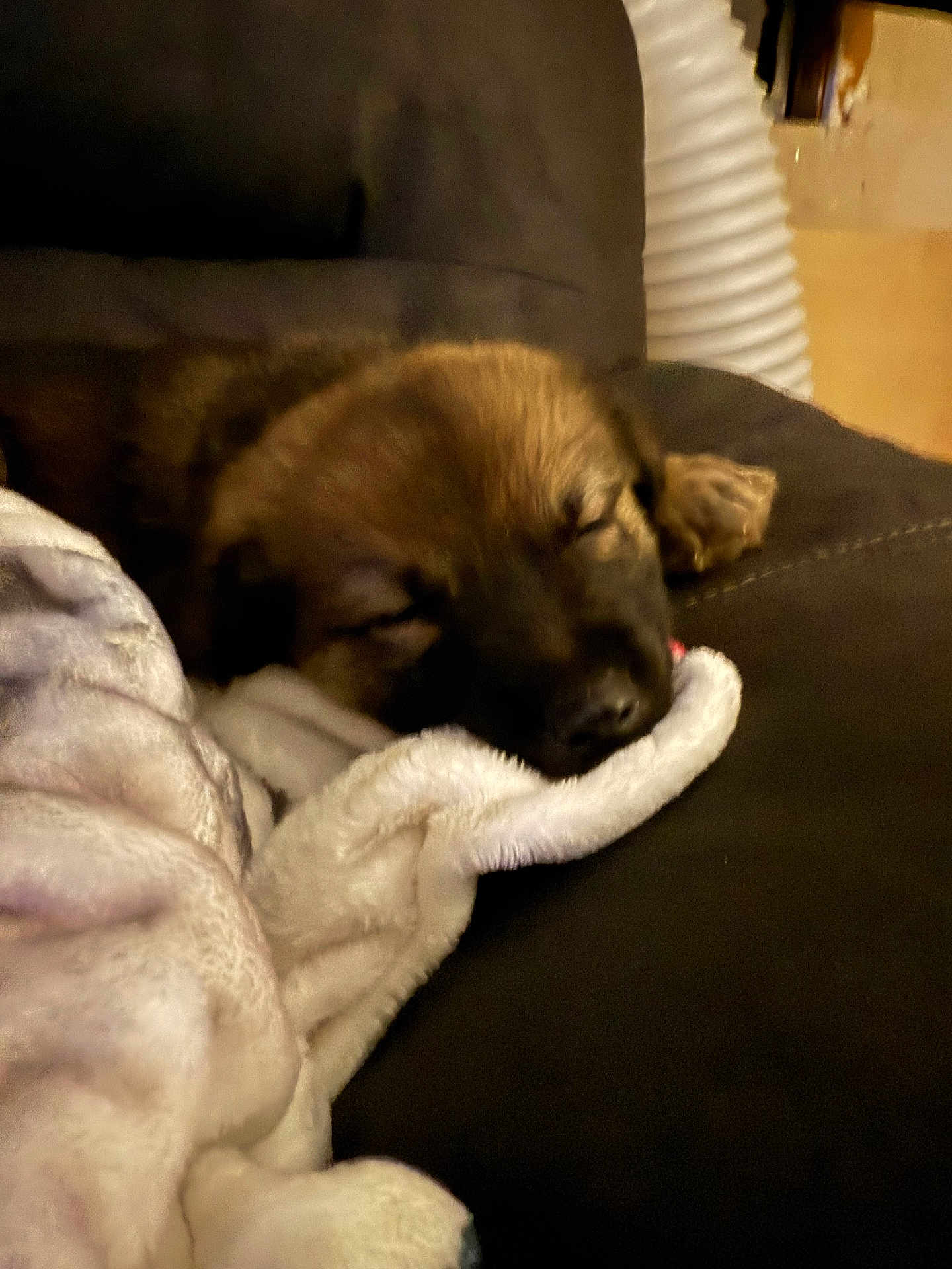 Aubrey joined the competition — help win amazing prizes! puppy, dog, sleeping, blanket, couch, cozy, indoor, pet, fur, resting, cute, animal, soft, relaxation, comfort, brown, face, snuggle, home, peaceful