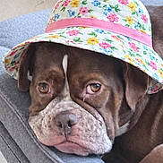 Sybel participe au concours pour gagner de l'argent avec cette photo : animal, brown_dog, canine, closeup, couch, cute, dog, domestic_animal, ears, expression, face, floral_hat, floral_pattern, hat, indoor, nose, pet, portrait, resting, sad_eyes