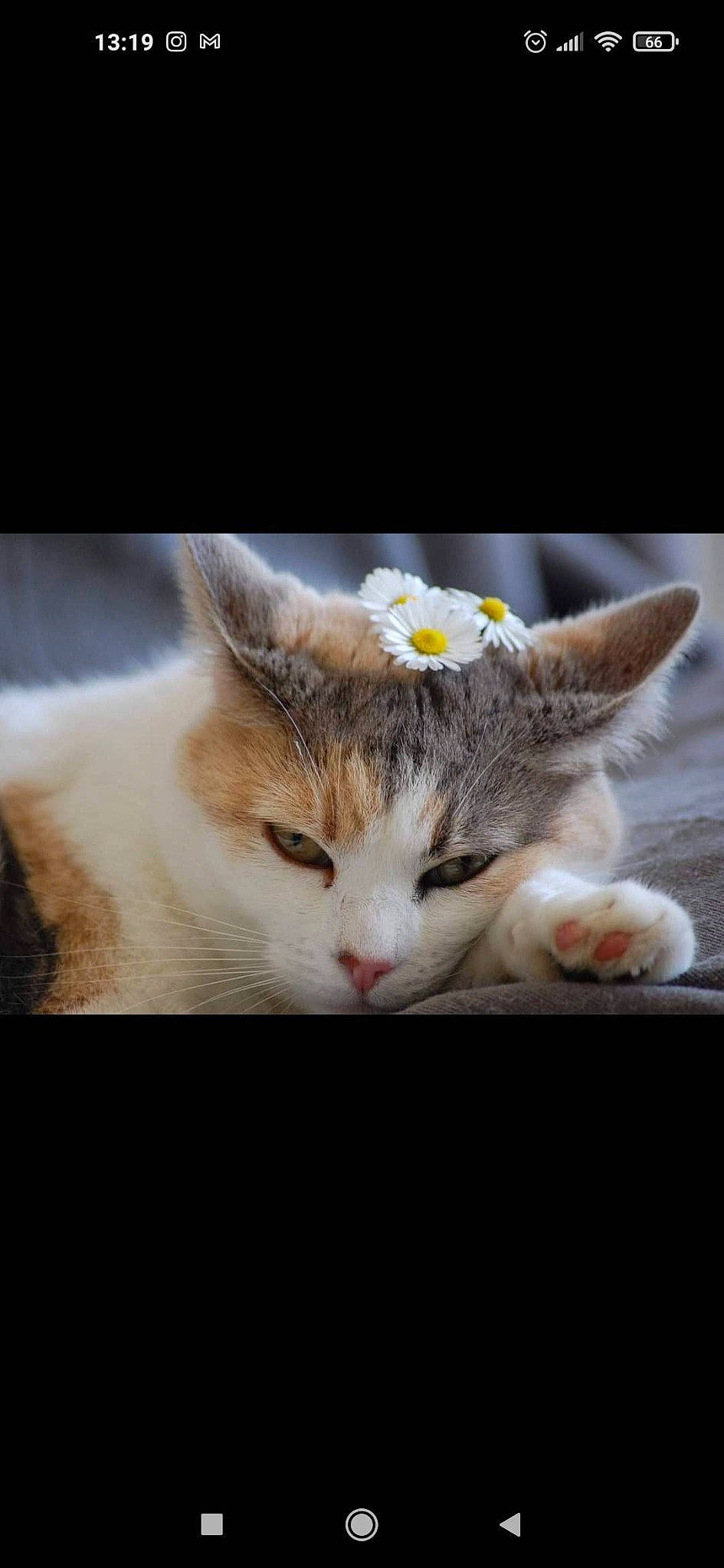 Praline a rejoint le concours — aidez-le/la à gagner de superbes lots ! carnivore, cat, claw, comfort, domestic_short_haired_cat, felidae, fur, grass, paw, photo_caption, plant, sky, small_to_medium_sized_cats, snout, still_life_photography, tail, terrestrial_animal, whiskers, wildlife
