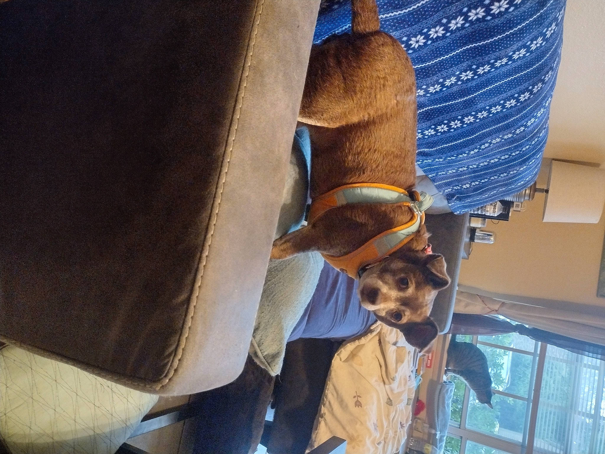 Teddy is registered to the contest to win money with this photo: carnivore, comfort, denim, dog, electric_blue, fur, hat, human_leg, sporting_group, vehicle_door, wood, working_animal