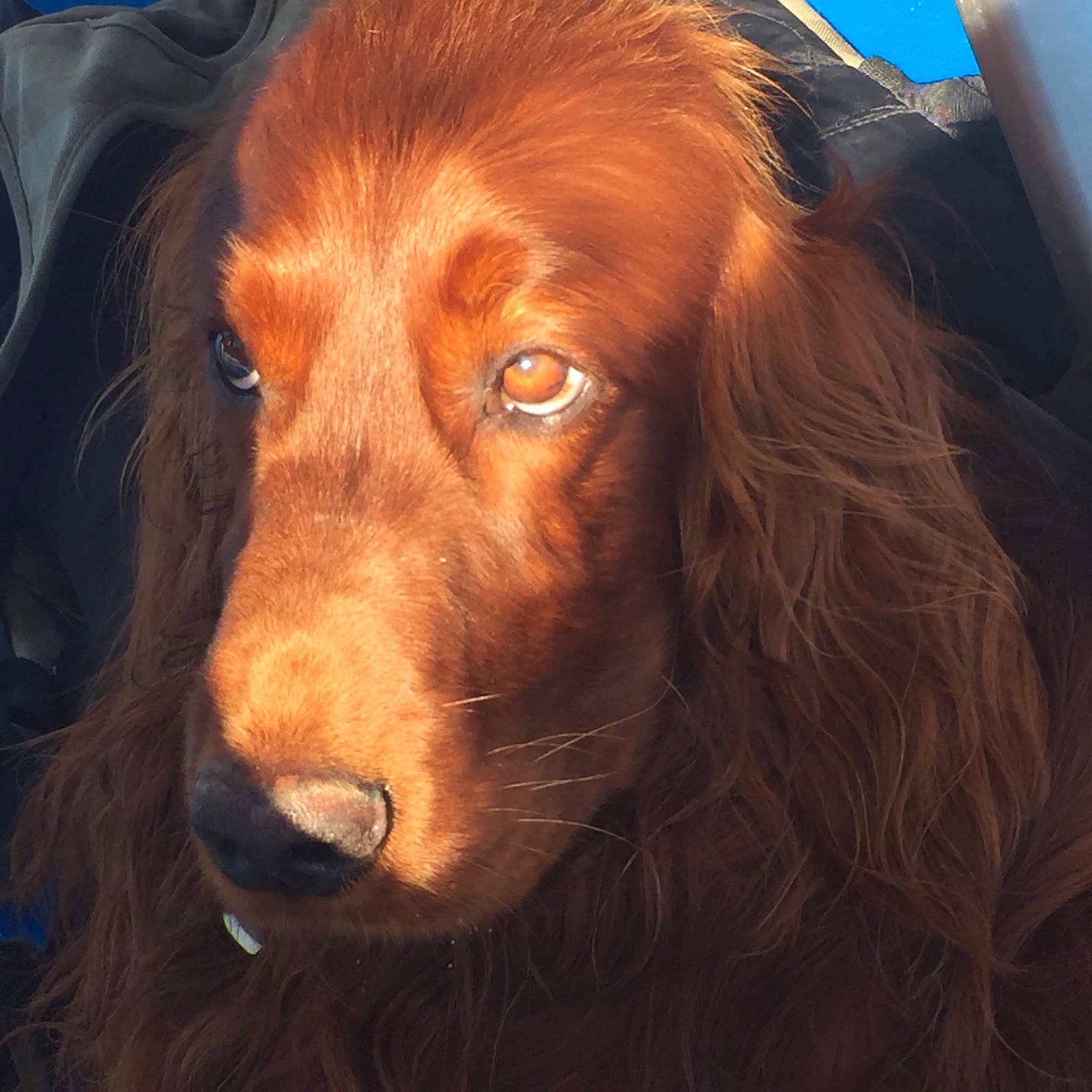 Lmayo participe au concours pour gagner de l'argent avec cette photo : boykin_spaniel, canidae, carnivore, cocker_spaniel, companion_dog, dog, dog_breed, field_spaniel, german_spaniel, irish_red_and_white_setter, irish_setter, liver, mammal, picardy_spaniel, retriever, setter, snout, sporting_group, sussex_spaniel, vertebrate