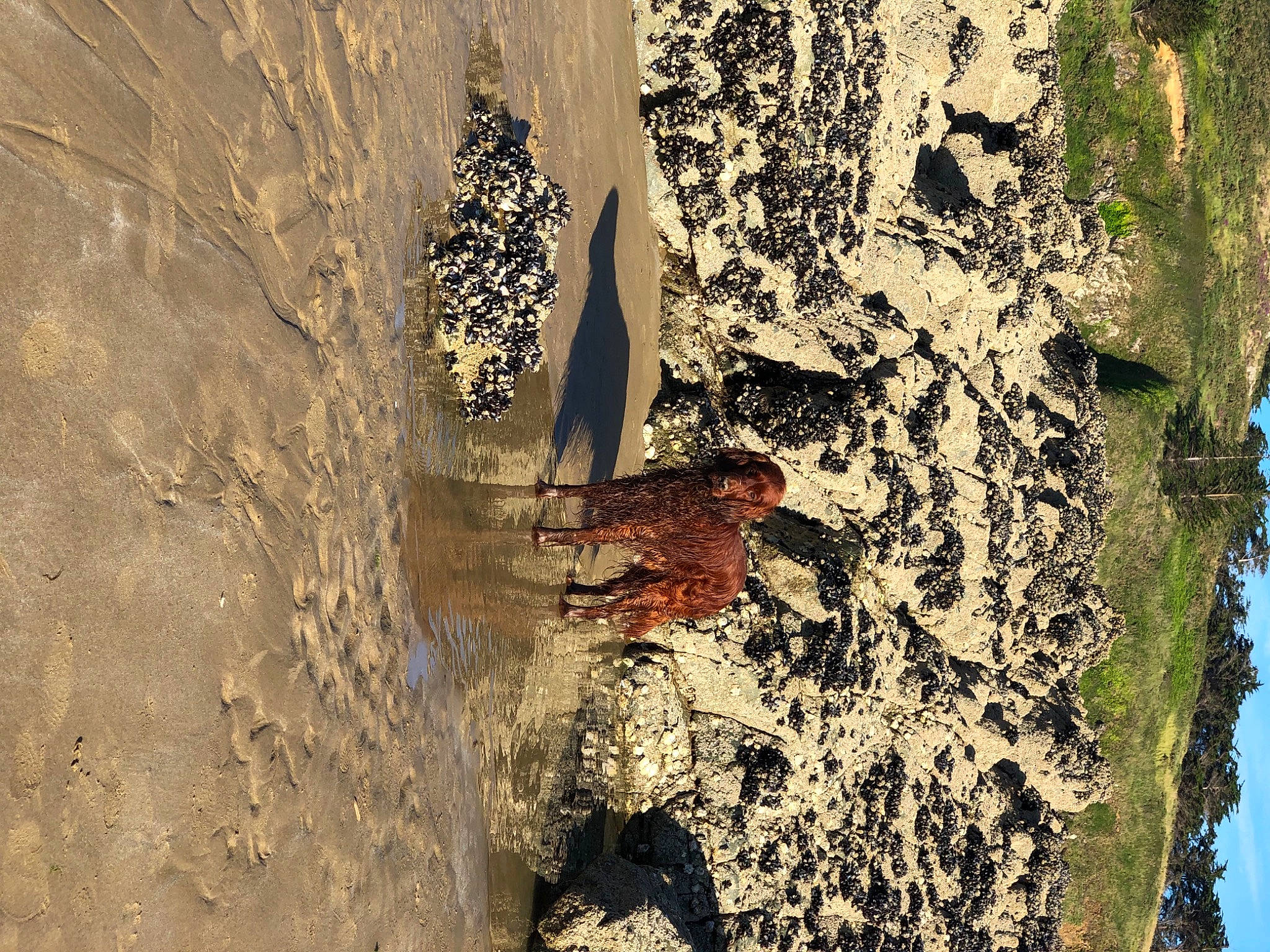 Lmayo a rejoint le concours — aidez-le/la à gagner de superbes lots ! adaptation, brown, canoe_birch, plant, tree, trunk, wall, water, wood