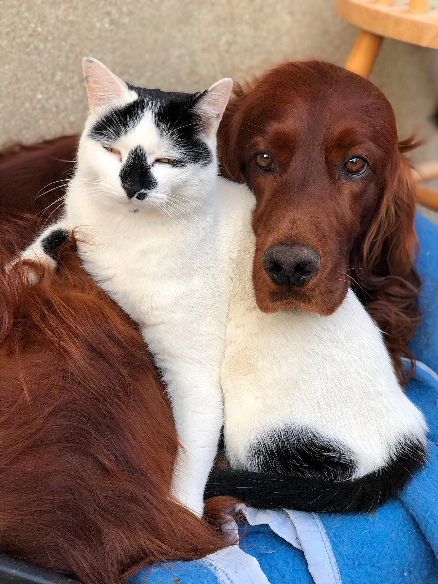 Lmayo a rejoint le concours — aidez-le/la à gagner de superbes lots ! canidae, carnivore, cat, companion_dog, dog, dog_breed, drentse_patrijshond, english_springer_spaniel, fawn, felidae, fur, kitten, mammal, puppy, setter, small_to_medium_sized_cats, spaniel, sporting_group, vertebrate, whiskers