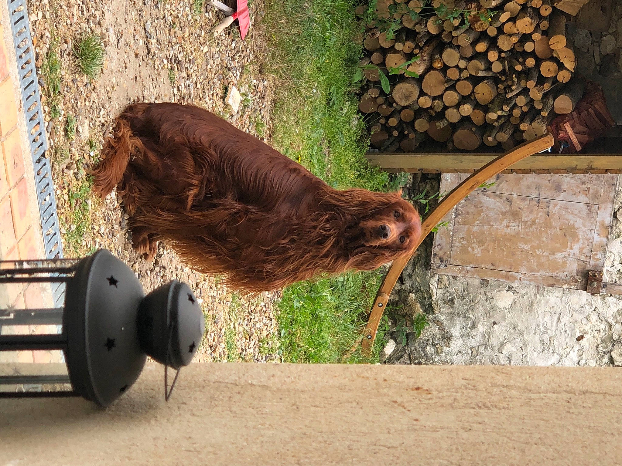 Lmayo participe au concours pour gagner de l'argent avec cette photo : bird, canidae, liver, organism, sporting_group, tail