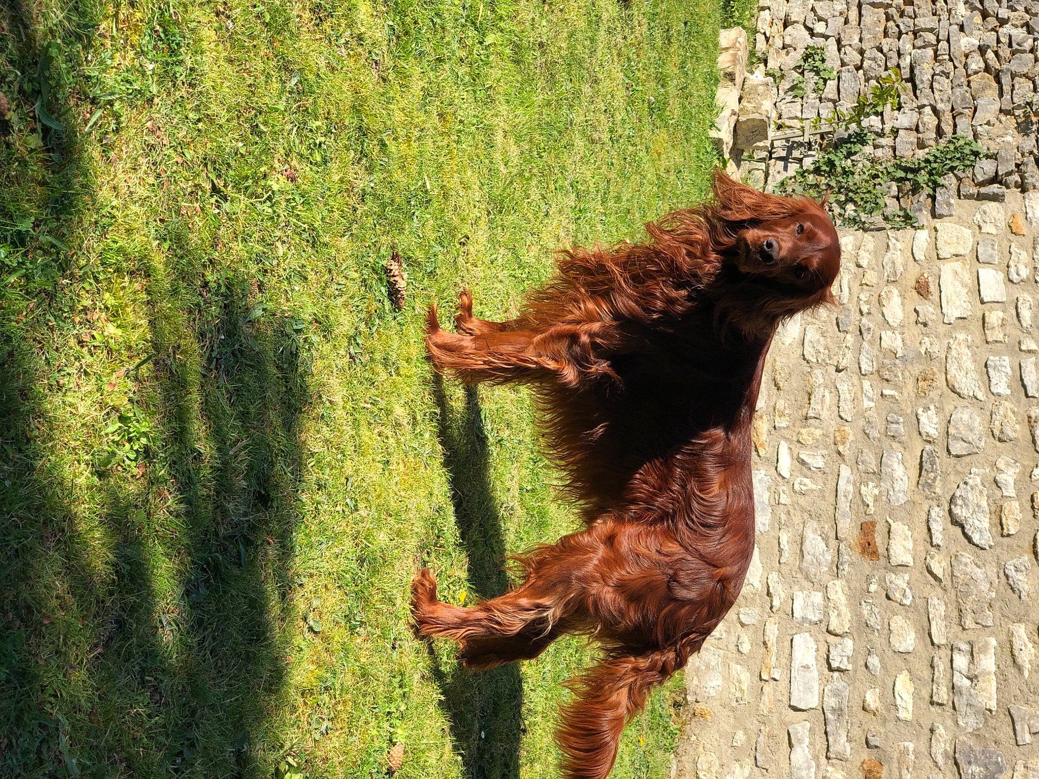 Lmayo a rejoint le concours — aidez-le/la à gagner de superbes lots ! art, grass, hand, organism, plant, shadow, sporting_group, tree, trunk, wood