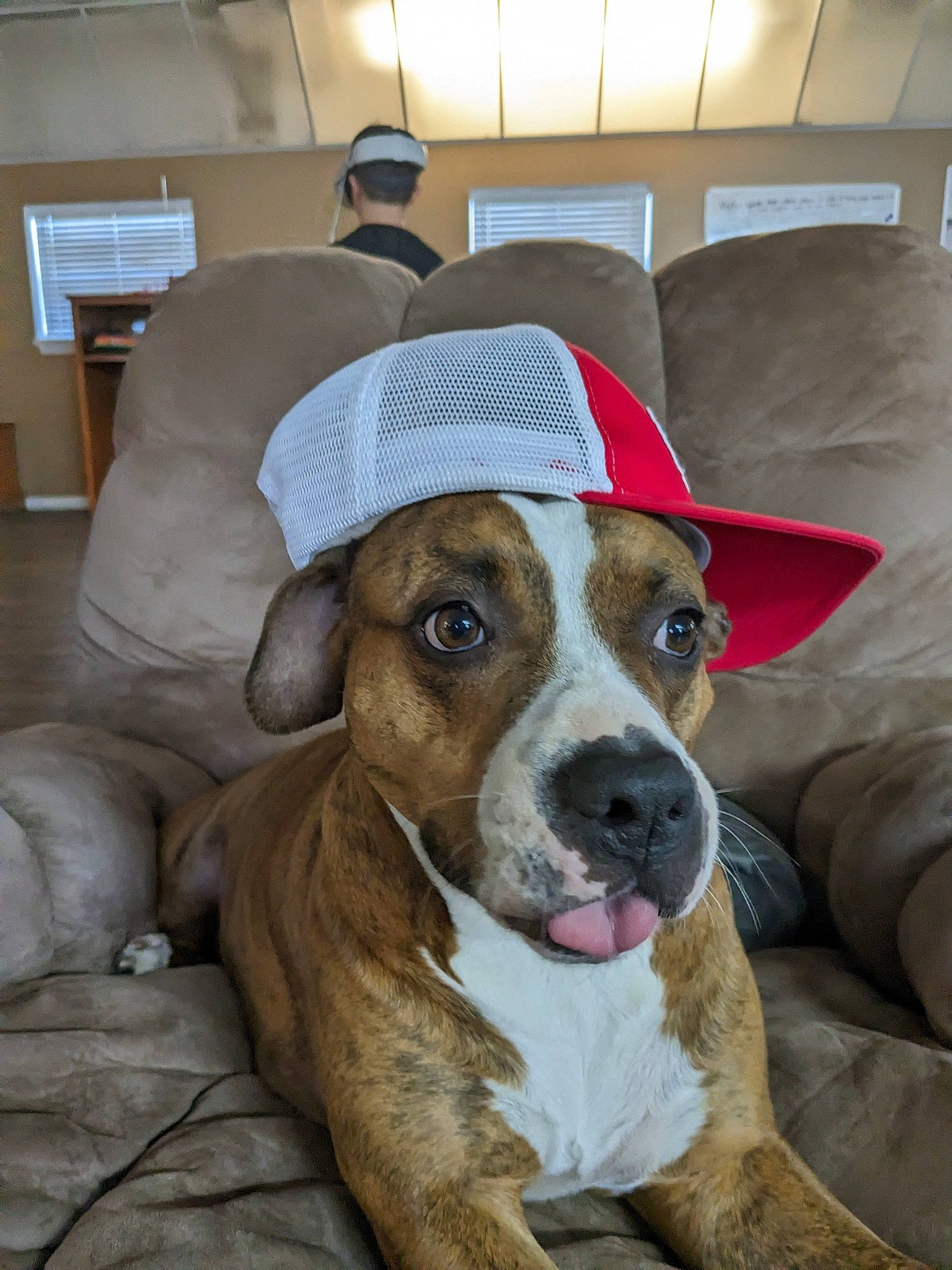 Gamora joined the competition — help win amazing prizes! ancient_dog_breeds, ball, canidae, carnivore, companion_dog, couch, dog, dog_breed, fawn, flooring, fur, non_sporting_group, snout, sporting_group, whiskers, working_animal, working_dog, wrinkle