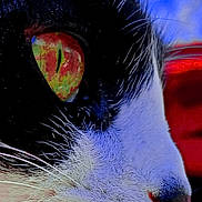 Youyou a rejoint le concours — aidez-le/la à gagner de superbes lots ! cat, close_up, whiskers, black_and_white, eye, fur, portrait, animal, pet, face, nose, macro, vibrant_colors, reflection, background, feline, detail, texture, nature, cute