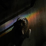 Tiga joined the competition — help win amazing prizes! animal, cat, collar, colorful, curious, dark, domestic_cat, ears, feline, flooring, indoor, looking_up, low_light, mysterious, pet, rainbow_light, shadow, striped_fur, whiskers, wooden_floor